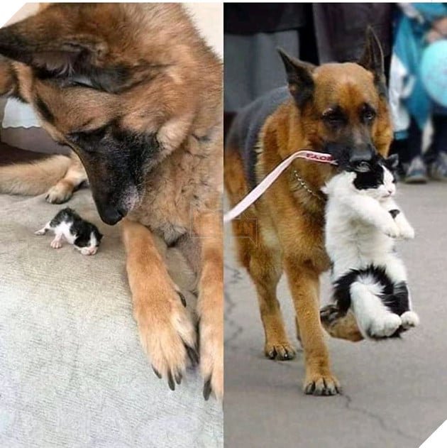Bộ sưu tập những hình ảnh tình bạn giữa chó và mèo khiến bạn phải bật cười thích thú 2