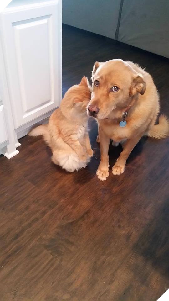 Bộ sưu tập những hình ảnh tình bạn giữa chó và mèo khiến bạn phải bật cười thích thú 3