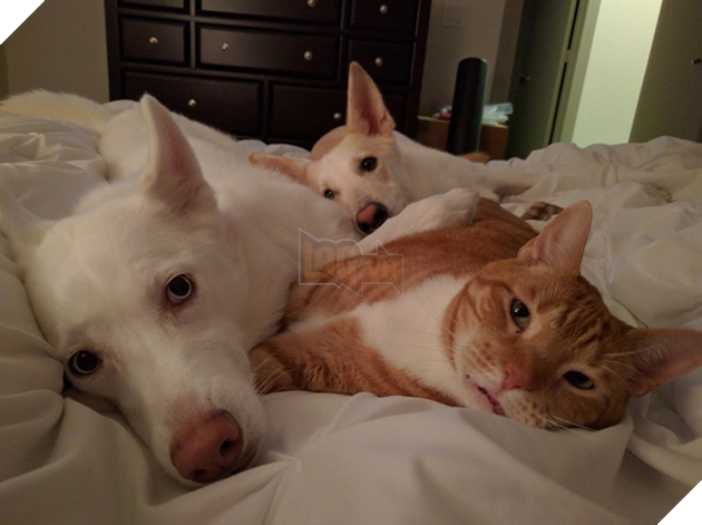Bộ sưu tập những hình ảnh tình bạn giữa chó và mèo khiến bạn phải bật cười thích thú 13
