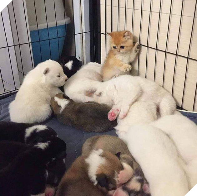 Bộ sưu tập những hình ảnh tình bạn giữa chó và mèo khiến bạn phải bật cười thích thú 21