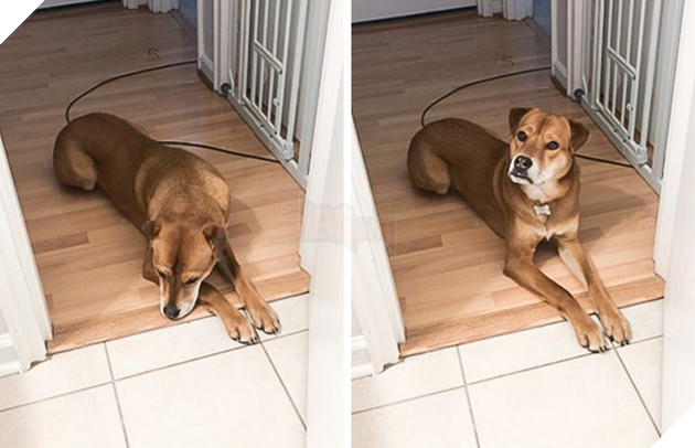 Bộ hình ảnh của những bé chó mèo không thế sống được nếu thiếu sen khiến bạn phải phì cười 17