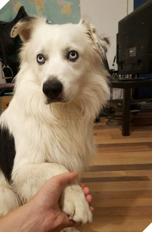 Bộ hình ảnh của những bé chó mèo không thế sống được nếu thiếu sen khiến bạn phải phì cười 15