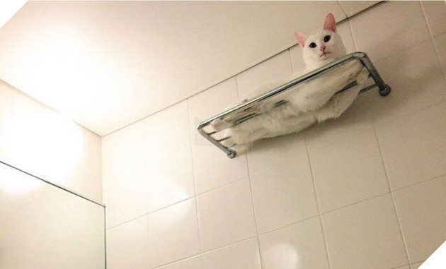 Bộ hình ảnh của những bé chó mèo không thế sống được nếu thiếu sen khiến bạn phải phì cười 12