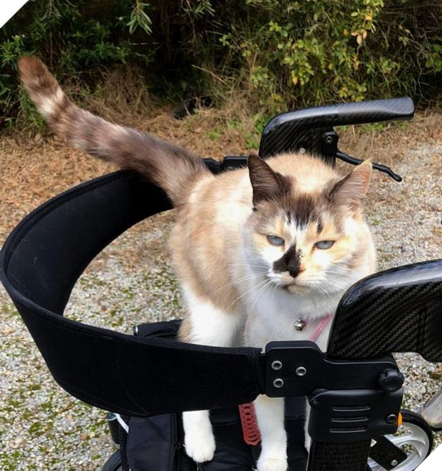 Bộ hình ảnh của những bé chó mèo không thế sống được nếu thiếu sen khiến bạn phải phì cười 8