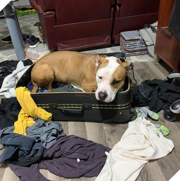 Bộ hình ảnh của những bé chó mèo không thế sống được nếu thiếu sen khiến bạn phải phì cười 21