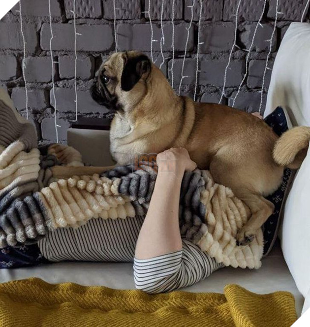 Bộ hình ảnh của những bé chó mèo không thế sống được nếu thiếu sen khiến bạn phải phì cười 4