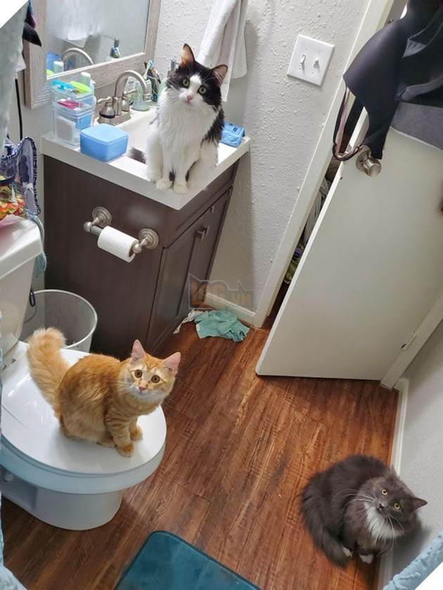 Bộ hình ảnh của những bé chó mèo không thế sống được nếu thiếu sen khiến bạn phải phì cười 3