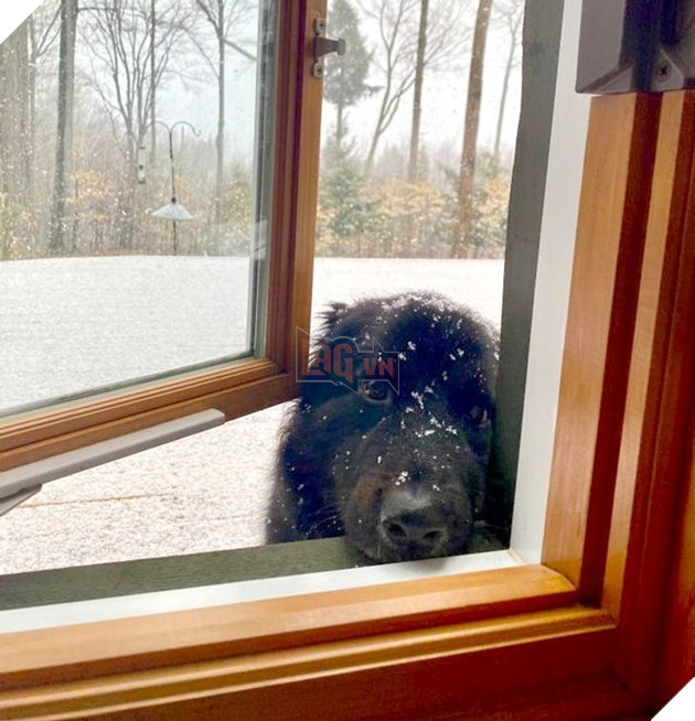 Bộ hình ảnh của những bé chó mèo không thế sống được nếu thiếu sen khiến bạn phải phì cười 2