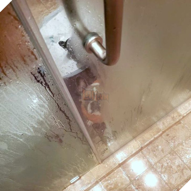 Bộ hình ảnh của những bé chó mèo không thế sống được nếu thiếu sen khiến bạn phải phì cười 19