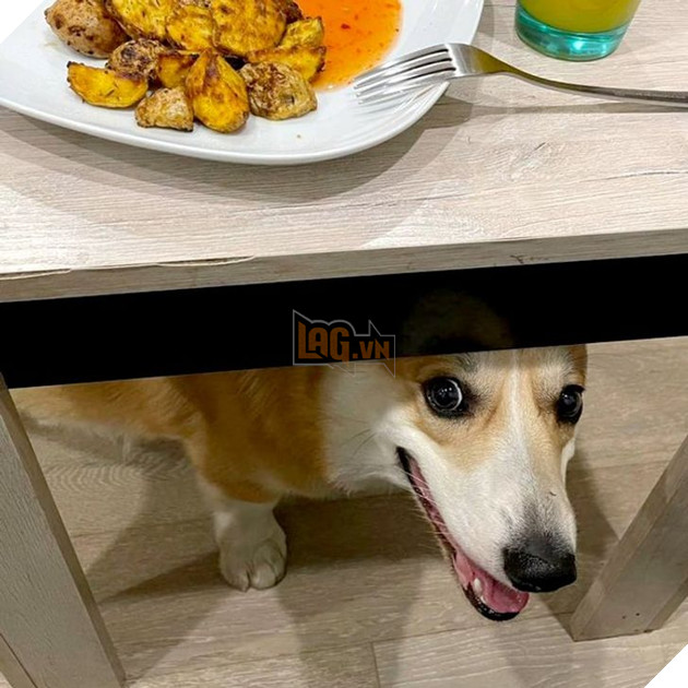 Bộ hình ảnh của những bé chó mèo không thế sống được nếu thiếu sen khiến bạn phải phì cười 6