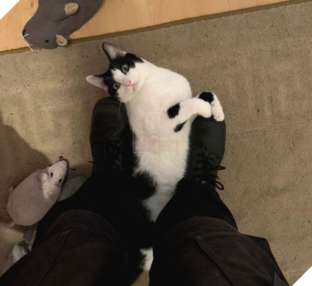 Bộ hình ảnh của những bé chó mèo không thế sống được nếu thiếu sen khiến bạn phải phì cười 16