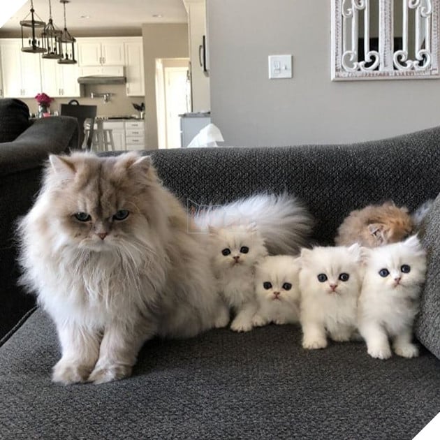 20 hình ảnh gia đình động vật khiến bạn khơi dậy tình yêu thương gia đình vô bờ bến 14