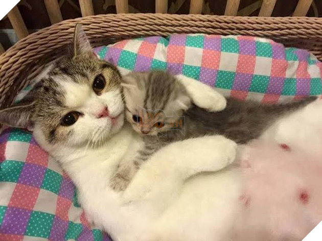 20 hình ảnh gia đình động vật khiến bạn khơi dậy tình yêu thương gia đình vô bờ bến 2