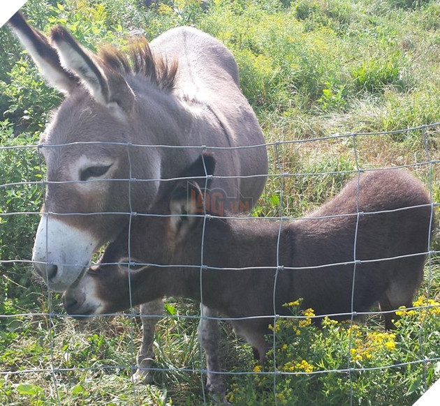 20 hình ảnh gia đình động vật khiến bạn khơi dậy tình yêu thương gia đình vô bờ bến 16