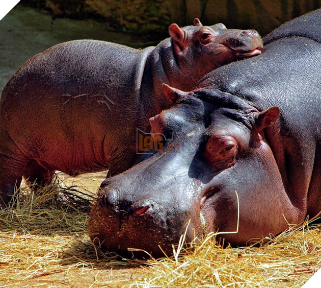 20 hình ảnh gia đình động vật khiến bạn khơi dậy tình yêu thương gia đình vô bờ bến 18