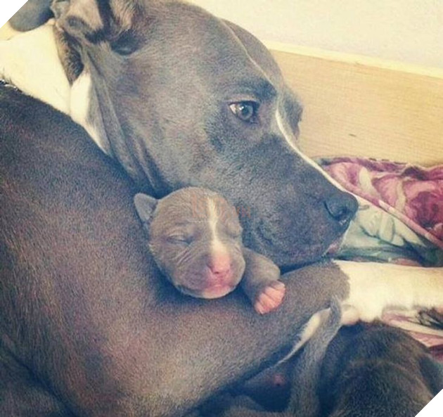 20 hình ảnh gia đình động vật khiến bạn khơi dậy tình yêu thương gia đình vô bờ bến 8