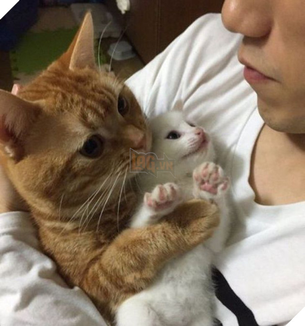 20 hình ảnh gia đình động vật khiến bạn khơi dậy tình yêu thương gia đình vô bờ bến 15