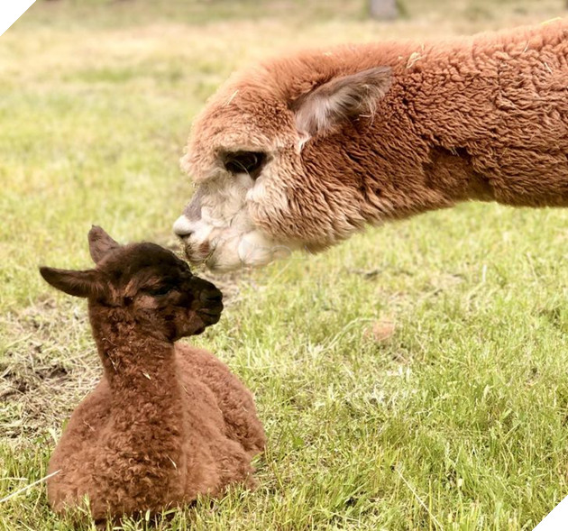 20 hình ảnh gia đình động vật khiến bạn khơi dậy tình yêu thương gia đình vô bờ bến 17