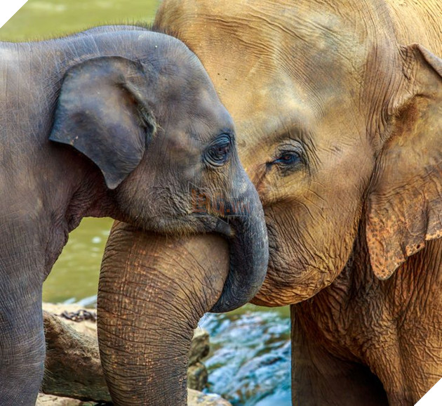 20 hình ảnh gia đình động vật khiến bạn khơi dậy tình yêu thương gia đình vô bờ bến 20