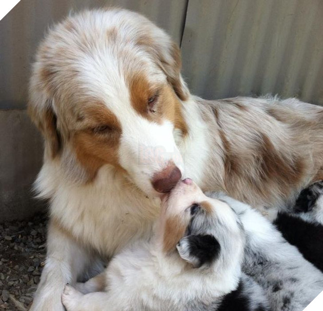 20 hình ảnh gia đình động vật khiến bạn khơi dậy tình yêu thương gia đình vô bờ bến 5