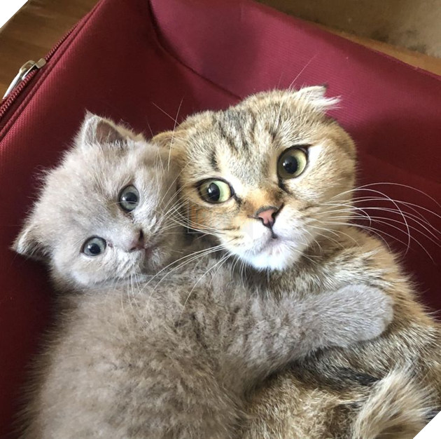 20 hình ảnh gia đình động vật khiến bạn khơi dậy tình yêu thương gia đình vô bờ bến 13