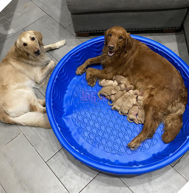 20 hình ảnh gia đình động vật khiến bạn khơi dậy tình yêu thương gia đình vô bờ bến 11