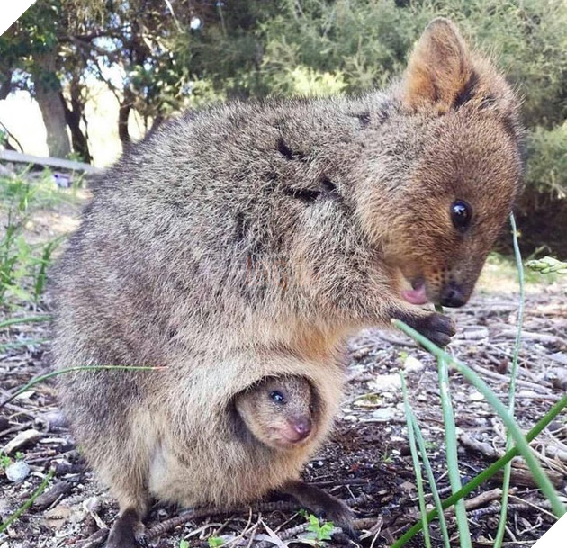 20 hình ảnh gia đình động vật khiến bạn khơi dậy tình yêu thương gia đình vô bờ bến 7