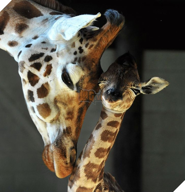 20 hình ảnh gia đình động vật khiến bạn khơi dậy tình yêu thương gia đình vô bờ bến 3