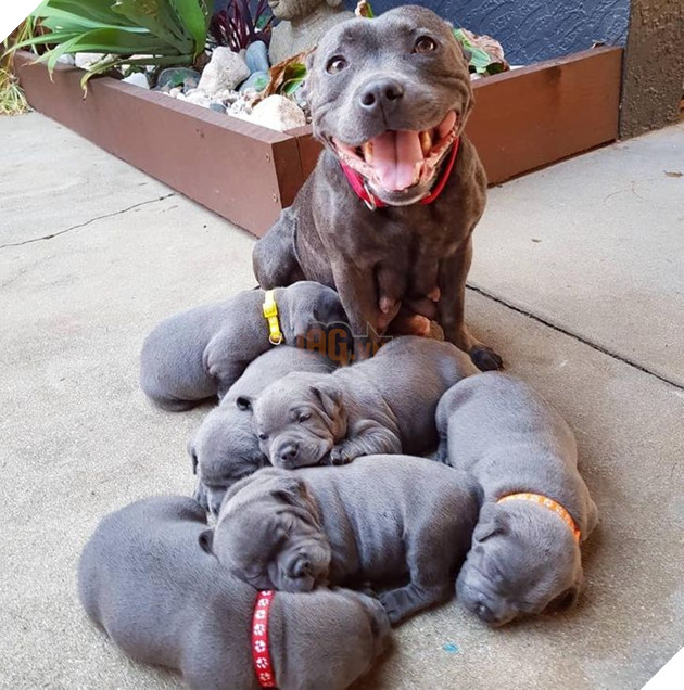 20 hình ảnh gia đình động vật khiến bạn khơi dậy tình yêu thương gia đình vô bờ bến