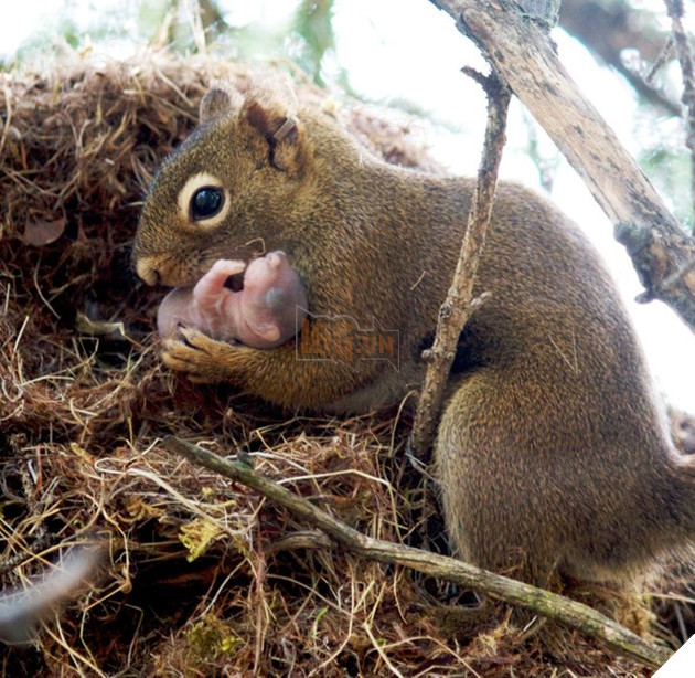 20 hình ảnh gia đình động vật khiến bạn khơi dậy tình yêu thương gia đình vô bờ bến 6
