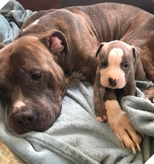 20 hình ảnh gia đình động vật khiến bạn khơi dậy tình yêu thương gia đình vô bờ bến 19