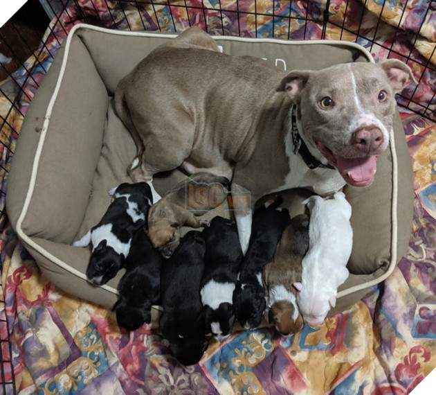 20 hình ảnh gia đình động vật khiến bạn khơi dậy tình yêu thương gia đình vô bờ bến 12