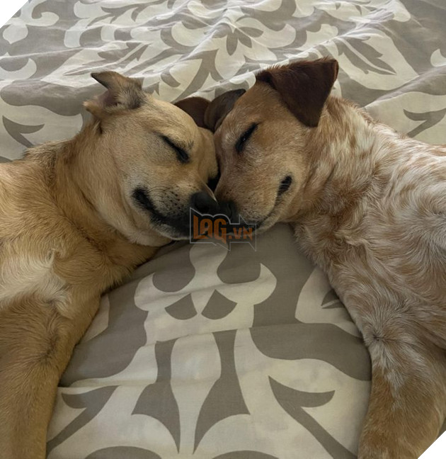 20 hình ảnh gia đình động vật khiến bạn khơi dậy tình yêu thương gia đình vô bờ bến 9