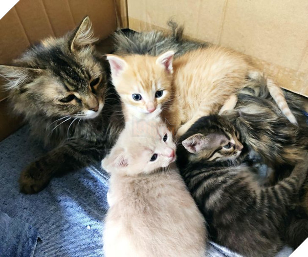 20 hình ảnh gia đình động vật khiến bạn khơi dậy tình yêu thương gia đình vô bờ bến 10