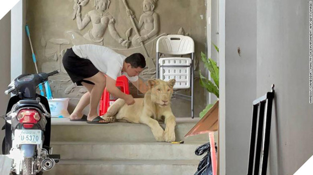 Khoe nuôi sư tử trên TikTok, nam thanh niên bị tịch thu thú nuôi của mình