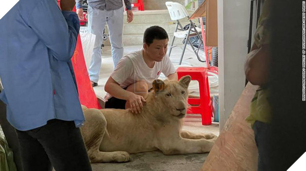 Khoe nuôi sư tử trên TikTok, nam thanh niên bị tịch thu thú nuôi của mình 2