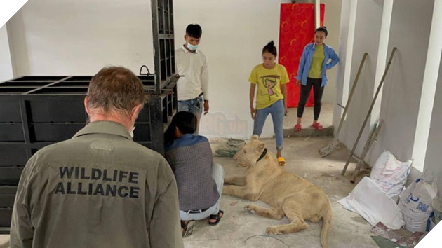 Khoe nuôi sư tử trên TikTok, nam thanh niên bị tịch thu thú nuôi của mình 3