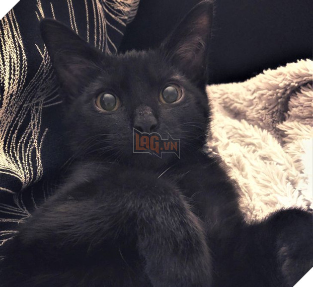 Những hình ảnh cho thấy những bé mèo đen là vô cùng dễ thương chứ không phải là điềm xấu như ông bà ta thường nói