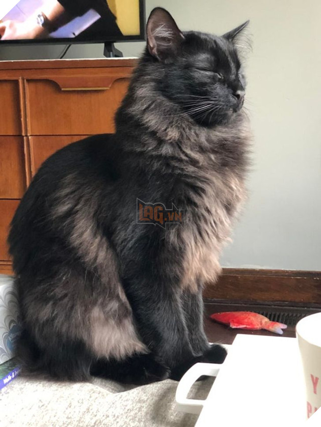 Những hình ảnh cho thấy những bé mèo đen là vô cùng dễ thương chứ không phải là điềm xấu như ông bà ta thường nói 10