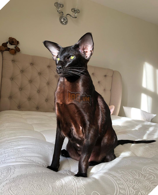 Những hình ảnh cho thấy những bé mèo đen là vô cùng dễ thương chứ không phải là điềm xấu như ông bà ta thường nói 11