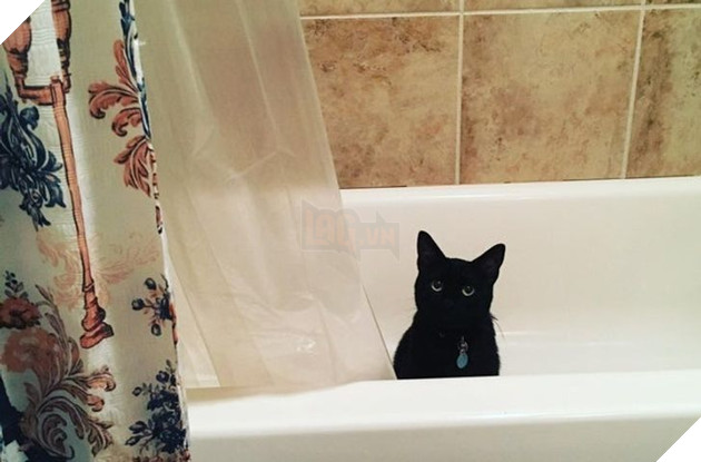 Những hình ảnh cho thấy những bé mèo đen là vô cùng dễ thương chứ không phải là điềm xấu như ông bà ta thường nói 12