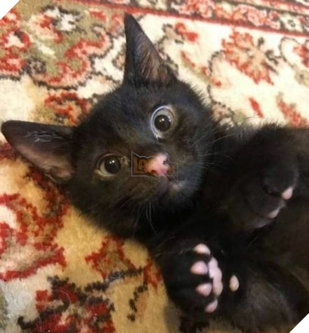 Những hình ảnh cho thấy những bé mèo đen là vô cùng dễ thương chứ không phải là điềm xấu như ông bà ta thường nói 13