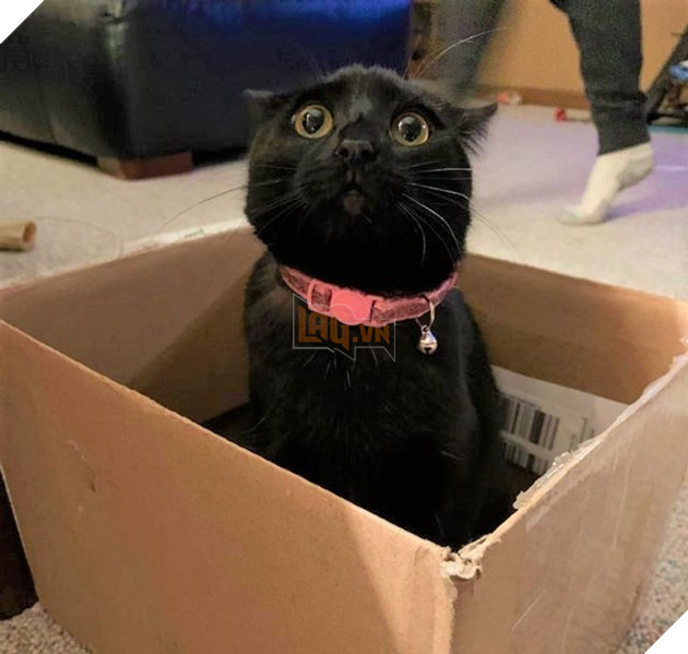 Những hình ảnh cho thấy những bé mèo đen là vô cùng dễ thương chứ không phải là điềm xấu như ông bà ta thường nói 14