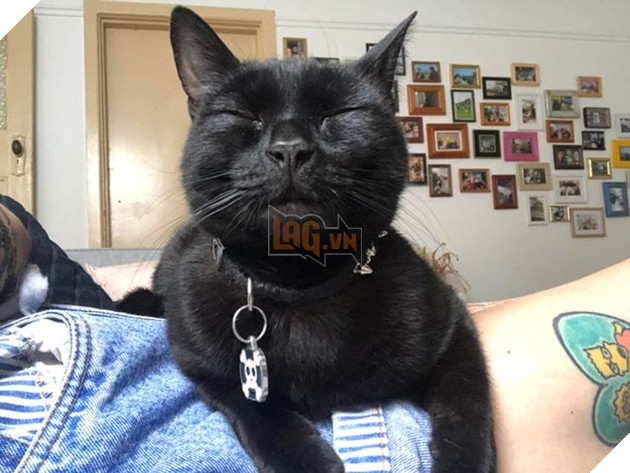 Những hình ảnh cho thấy những bé mèo đen là vô cùng dễ thương chứ không phải là điềm xấu như ông bà ta thường nói 16