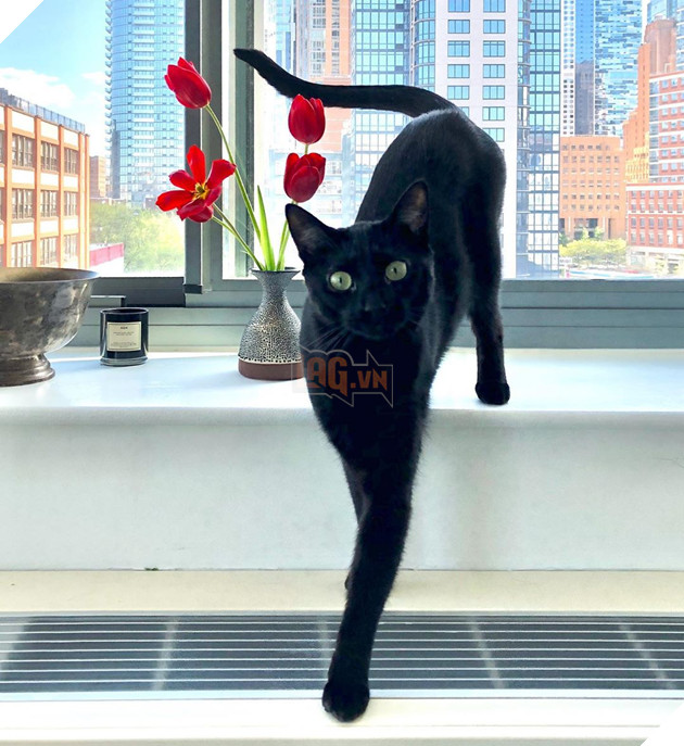 Những hình ảnh cho thấy những bé mèo đen là vô cùng dễ thương chứ không phải là điềm xấu như ông bà ta thường nói 17