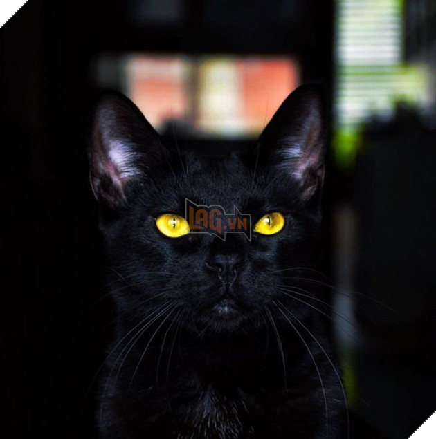 Những hình ảnh cho thấy những bé mèo đen là vô cùng dễ thương chứ không phải là điềm xấu như ông bà ta thường nói 2