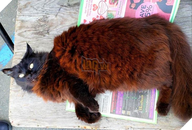 Những hình ảnh cho thấy những bé mèo đen là vô cùng dễ thương chứ không phải là điềm xấu như ông bà ta thường nói 4