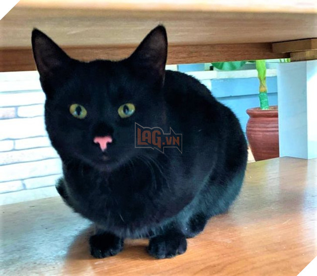 Những hình ảnh cho thấy những bé mèo đen là vô cùng dễ thương chứ không phải là điềm xấu như ông bà ta thường nói 6