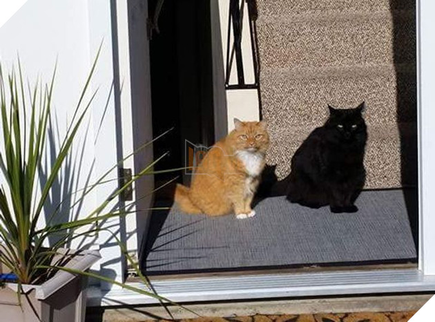 Những hình ảnh cho thấy những bé mèo đen là vô cùng dễ thương chứ không phải là điềm xấu như ông bà ta thường nói 7