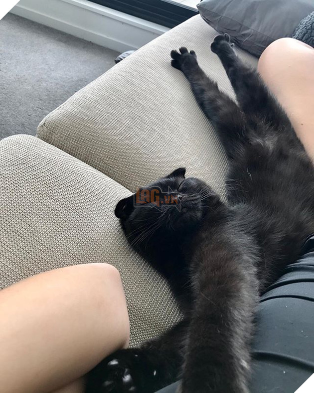 Những hình ảnh cho thấy những bé mèo đen là vô cùng dễ thương chứ không phải là điềm xấu như ông bà ta thường nói 8